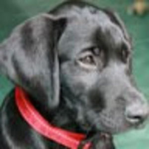 Meet your Posher, Gia